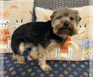 Mutt Dogs for adoption in Ellijay, GA, USA