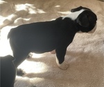 Small Photo #4 Boston Terrier Puppy For Sale in KNOXVILLE, TN, USA