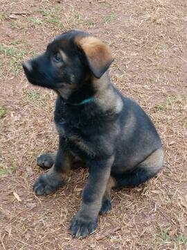 Medium Photo #24 German Shepherd Dog Puppy For Sale in MC DONOUGH, GA, USA