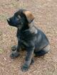 Small Photo #24 German Shepherd Dog Puppy For Sale in MC DONOUGH, GA, USA