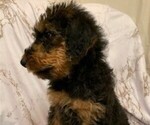 Puppy 7 Airedale Terrier