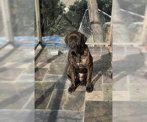 Mastiff Dogs for adoption in San Martin, CA, USA