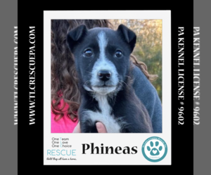 Mutt Dogs for adoption in Kimberton, PA, USA