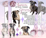 Puppy Gemini American Pit Bull Terrier