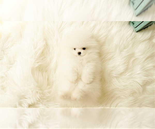 Medium Photo #1 Poodle (Standard) Puppy For Sale in LAS VEGAS, NV, USA