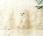 Small Photo #1 Poodle (Standard) Puppy For Sale in LAS VEGAS, NV, USA