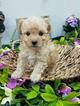 Small Photo #2 Poodle (Toy) Puppy For Sale in FARMINGTON, MO, USA