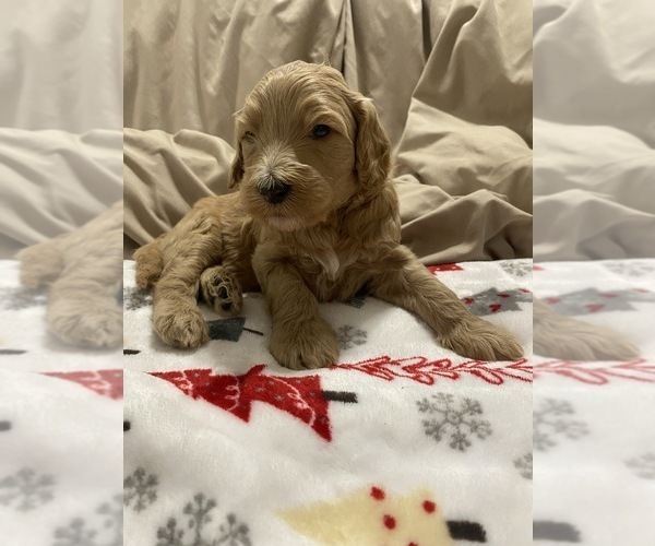 Medium Photo #2 Goldendoodle Puppy For Sale in COVINGTON, GA, USA