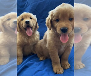 Golden Retriever Puppy for sale in SANTA ANA, CA, USA
