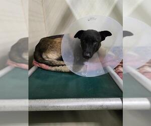 Mutt Dogs for adoption in Bakersfield, CA, USA