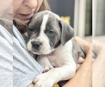 Small #2 Labrador Retriever