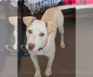 Labrador Retriever-Unknown Mix Dogs for adoption in Macon, MO, USA