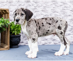 Small #9 Great Dane