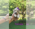 Small Photo #4 Goldendoodle-Poodle (Standard) Mix Puppy For Sale in PINEVILLE, LA, USA