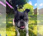 Small #3 French Bulldog