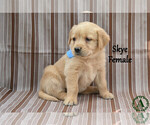 Puppy Skye Golden Labrador