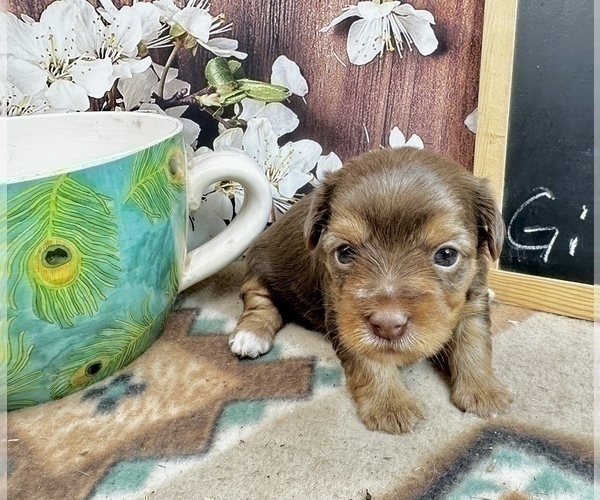 Medium Photo #36 Morkie Puppy For Sale in CASSVILLE, MO, USA