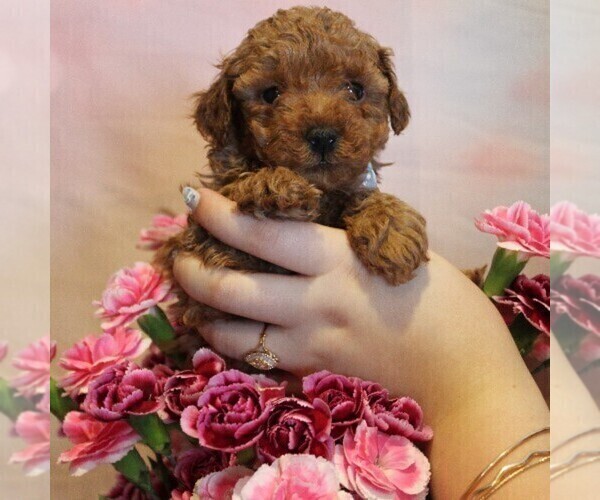 Medium Photo #6 Poodle (Toy) Puppy For Sale in COATESVILLE, PA, USA