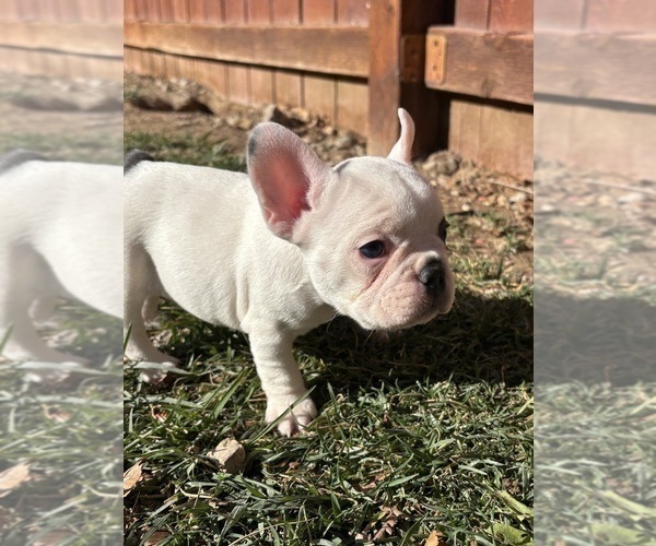 Medium Photo #10 French Bulldog Puppy For Sale in NORTH LAS VEGAS, NV, USA