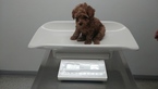 Small Photo #4 Poodle (Toy) Puppy For Sale in LA HABRA, CA, USA