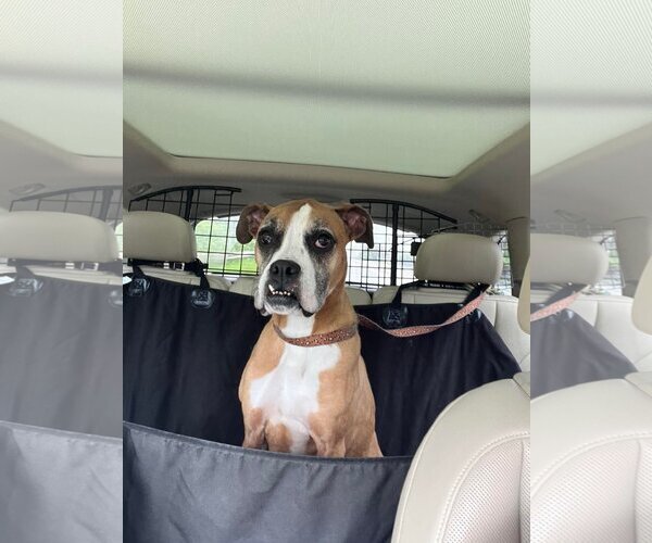 Medium Photo #15 Boxer Puppy For Sale in Burnsville, MN, USA