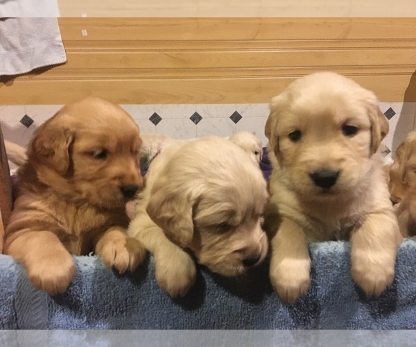 Medium Photo #10 Golden Retriever Puppy For Sale in CANBY, OR, USA