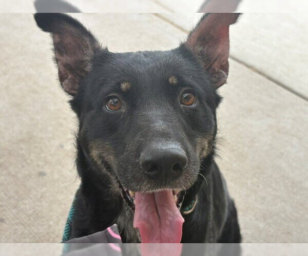 Medium Photo #3 German Shepherd Dog-Unknown Mix Puppy For Sale in Tulsa, OK, USA