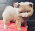 Small Photo #1 Pomeranian Puppy For Sale in CLEBURNE, TX, USA