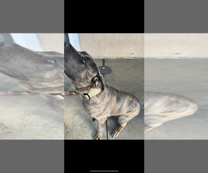 Cane Corso Dogs for adoption in PALMDALE, CA, USA