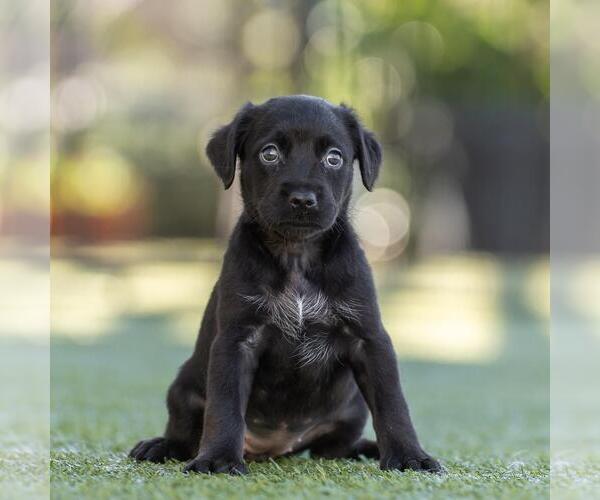 Medium Photo #4 Dachshund-Unknown Mix Puppy For Sale in San Diego, CA, USA