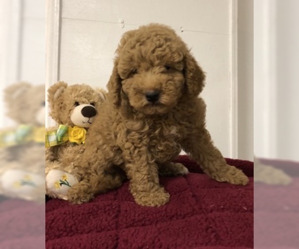 Medium Photo #2 Goldendoodle (Miniature) Puppy For Sale in CONOWINGO, MD, USA