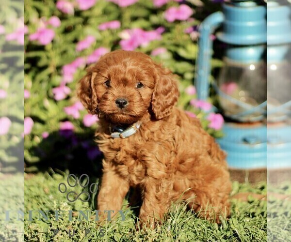 Medium Photo #3 Cavapoo Puppy For Sale in QUARRYVILLE, PA, USA