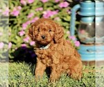 Small #2 Cavapoo