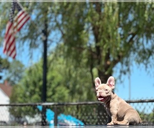 French Bulldog Puppy for sale in REVERE, MA, USA