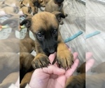 Small Photo #33 Belgian Malinois Puppy For Sale in REESEVILLE, WI, USA