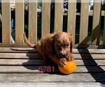Small Photo #4 Cavalier King Charles Spaniel-Poodle (Toy) Mix Puppy For Sale in CLARE, IL, USA