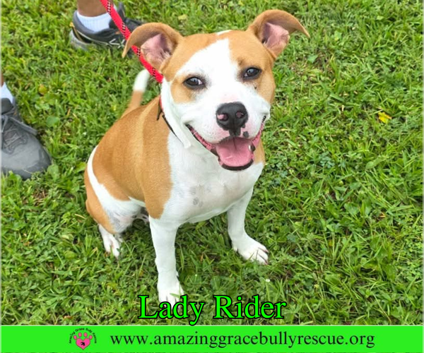 Medium Photo #1 Bulldog Puppy For Sale in Milton, FL, USA