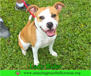 Bulldog Dogs for adoption in Milton, FL, USA