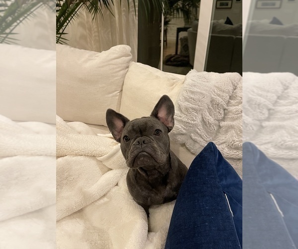 Medium Photo #1 French Bulldog Puppy For Sale in ROCKVILLE, MD, USA
