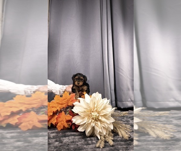 Medium Photo #9 Yorkipoo Puppy For Sale in FENTON, MI, USA