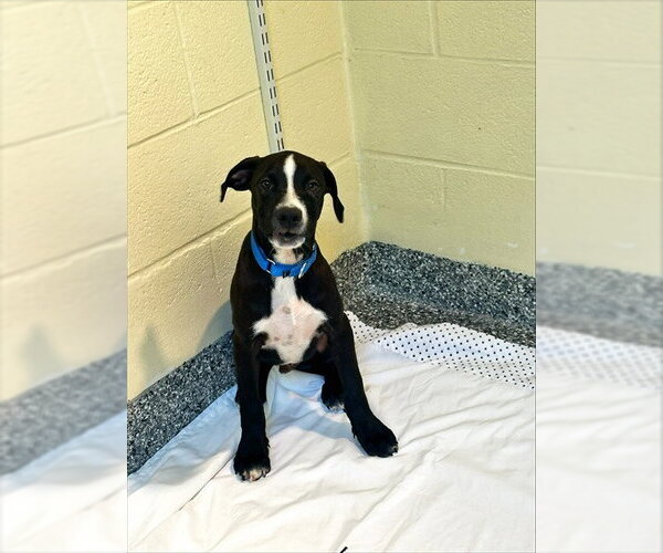 Medium Photo #1 Labrador Retriever-Unknown Mix Puppy For Sale in Brewster, MA, USA