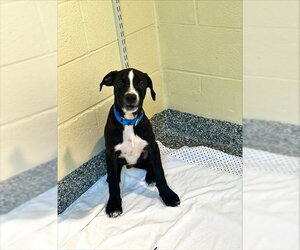 Labrador Retriever-Unknown Mix Dogs for adoption in Brewster, MA, USA