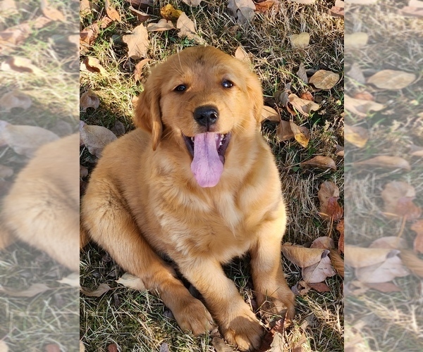 Medium Photo #8 Golden Retriever Puppy For Sale in FERNDALE, WA, USA