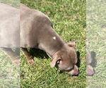 Small #4 American Staffordshire Terrier