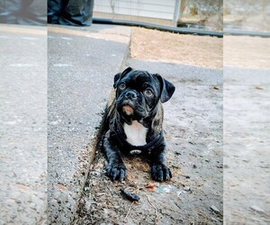 Buggs Puppy for sale in MUSCATINE, IA, USA