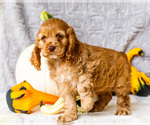 Small Photo #26 Cocker Spaniel Puppy For Sale in WAKARUSA, IN, USA