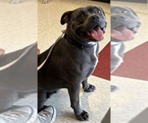 American Pit Bull Terrier-Unknown Mix Dogs for adoption in Plano, TX, USA