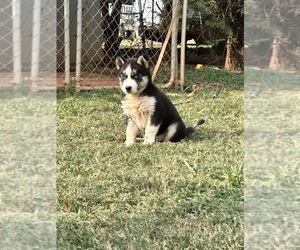 Siberian Husky Puppy for sale in INMAN, SC, USA