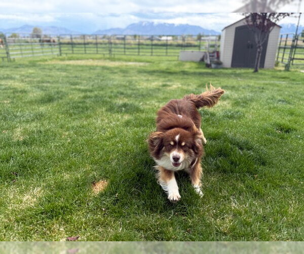 Medium Photo #4 Australian Shepherd Puppy For Sale in MIDWAY, UT, USA