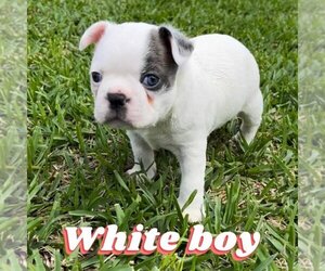 Boston Terrier Puppy for Sale in BELTON, Texas USA